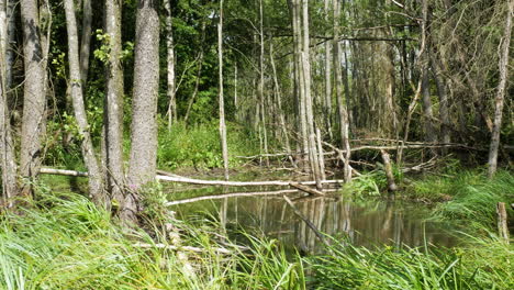 Forest-swamp-on-sunny-day-with-grass-blowing-in-light-breeze,-static-view