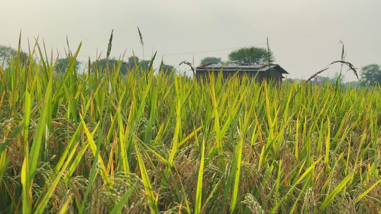 Tracking shot of a rice paddy field in india