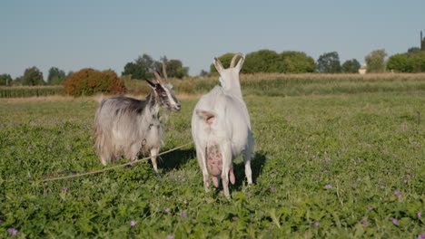 two goats fight in a meadow