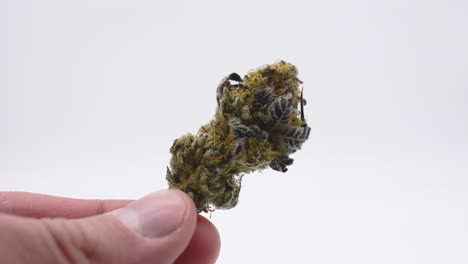 modelo masculino sosteniendo un pequeño brote de cannabis en sus manos sobre un fondo blanco