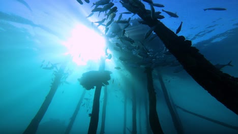 las siluetas de un grupo de peces colgando bajo un viejo embarcadero de madera