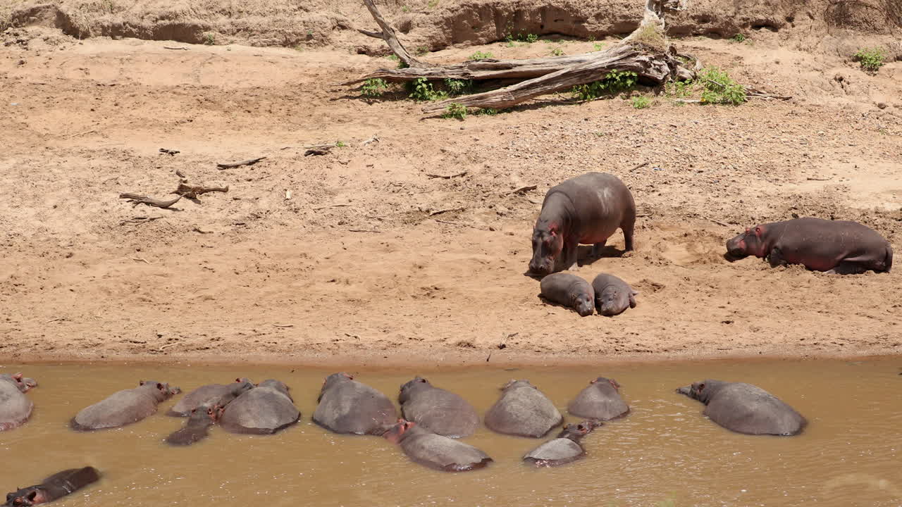 escena de hipopótamos nadando en el río en el parque nacional masai mara en kenia, áfrica