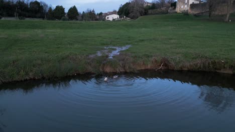 Ducks-Swimming-in-a-Serene-Countryside-Pond---aerial