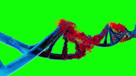 Primer-Plano-De-La-Animación-De-La-Hebra-De-Adn-Que-Se-Desintegra-En-Pantalla-Verde,-El-Adn-Gira-Lentamente-Mientras-La-Estructura-Se-Destruye