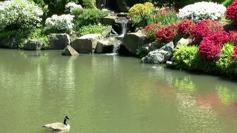 a canada goose floats on a pond and looks at a waterfall and the surrounding azalea bushes