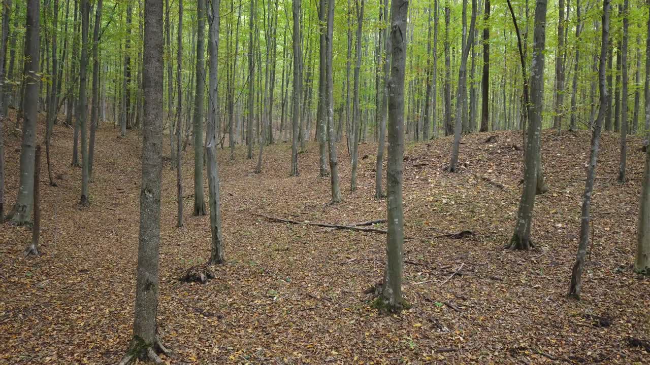 Beautiful autumn forest walk, rural scene on fall season
