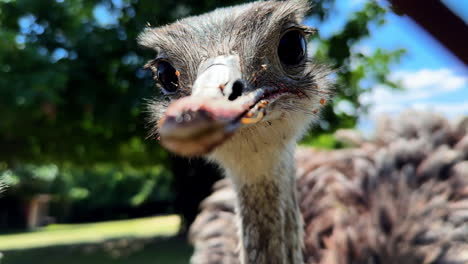 two ostriches behind a fence in sunlight. two curious ostriches peer through a rusted fence in a sunny outdoor setting among trees