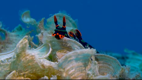 Neon-colored-nudibranch--going-up-algae