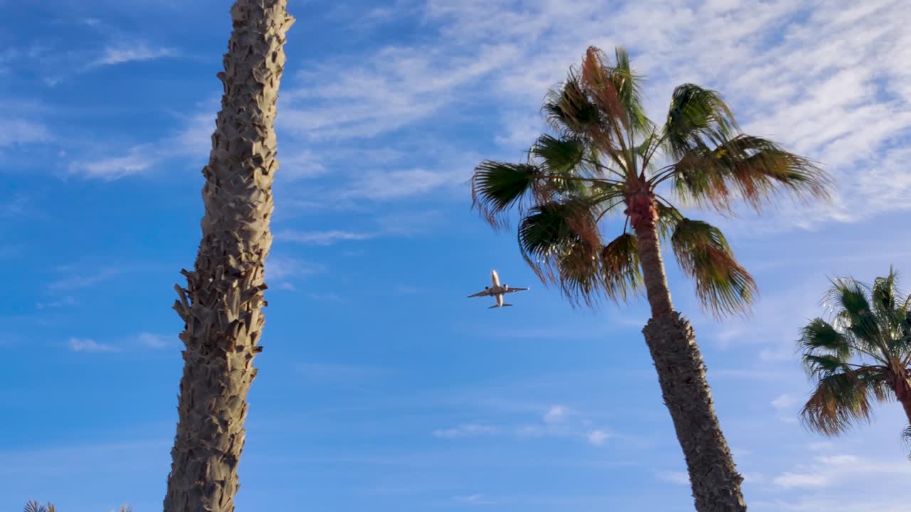 Guardando in alto un aereo passeggeri che vola sopra palme tropicali a Fuerteventura
