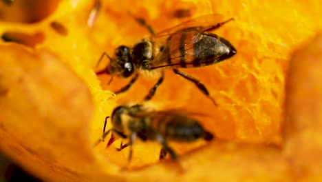 Honey-bees-creep-on-ripe-mangoes-and-drink-juice,-macro-detail