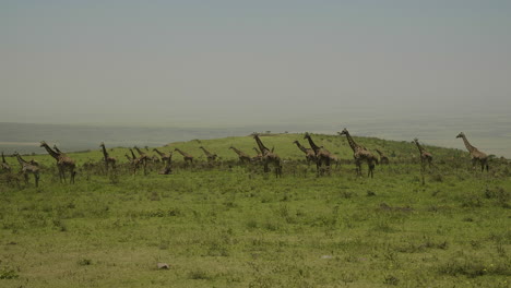 jirafas en las verdes colinas del área de conservación de la cresta de ngorngoro, tanzania