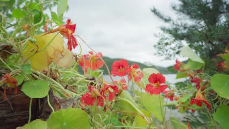 挪威湖畔的美麗花朵 - - 納斯圖里亞 (nasturtium)