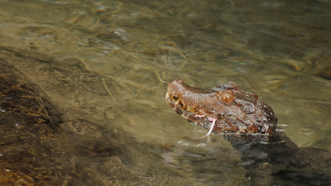caimán enano comiendo un ratón 2