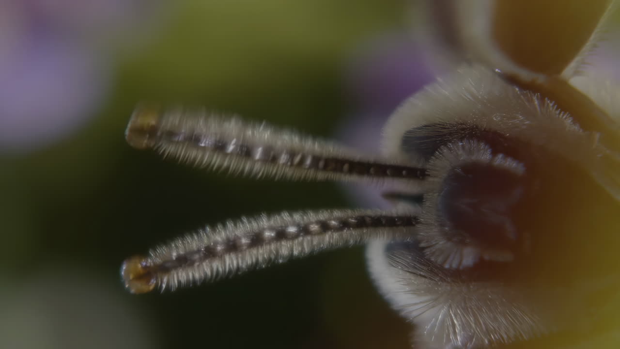 Macro Close-up of an Insect's Antennae