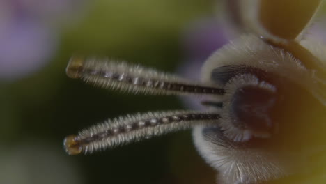 macro close-up of an insect's antennae
