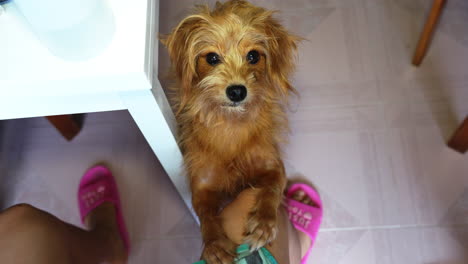 Brown-puppy-standing-relaxed-on-the-floor-looking-his-master