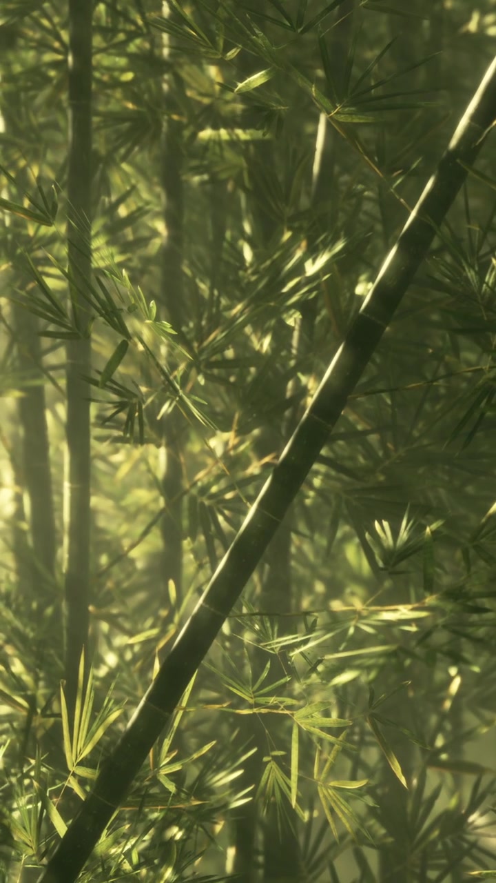 Foresta di bambù con la luce del sole che filtra tra le foglie in un ambiente tranquillo