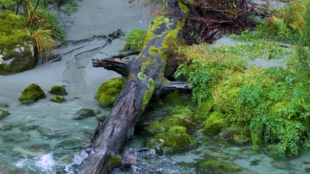 Klart turkost vatten flyter snabbt runt en stor mossbeklädd fallen stock i en skog.