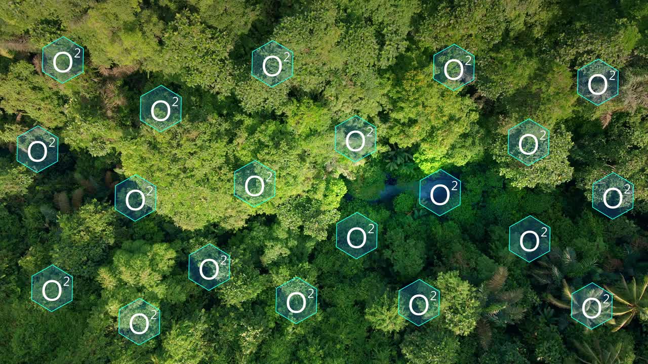 정글은 숲의 나무 위에 나타나는 이산소로 숨을 쉰다