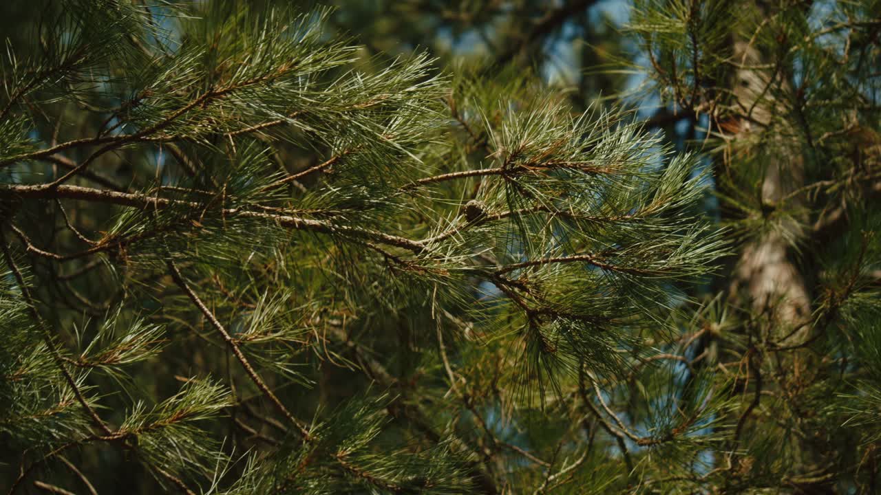 Close up static shot of pine tree branch swaying in wind