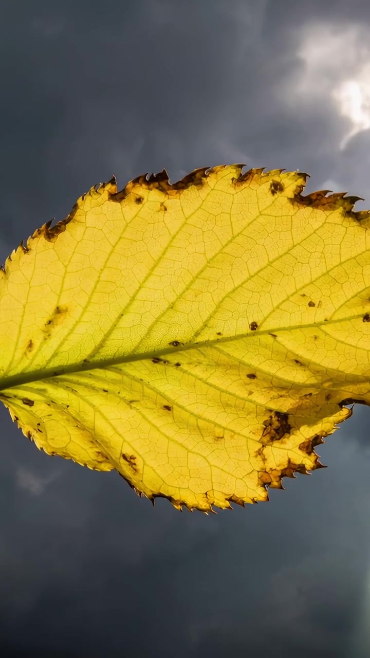 Vertikales Video: Schwingendes einzelnes gelbes Blatt dreht sich im Wind vor stürmischem Himmel, Blattadern sichtbar