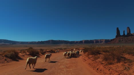 monument valley with sheep and herding dog in utah and arizona