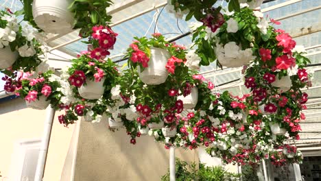 Flores-Y-Plantas-En-Una-Gran-Tienda-De-Jardín-A-Cámara-Lenta