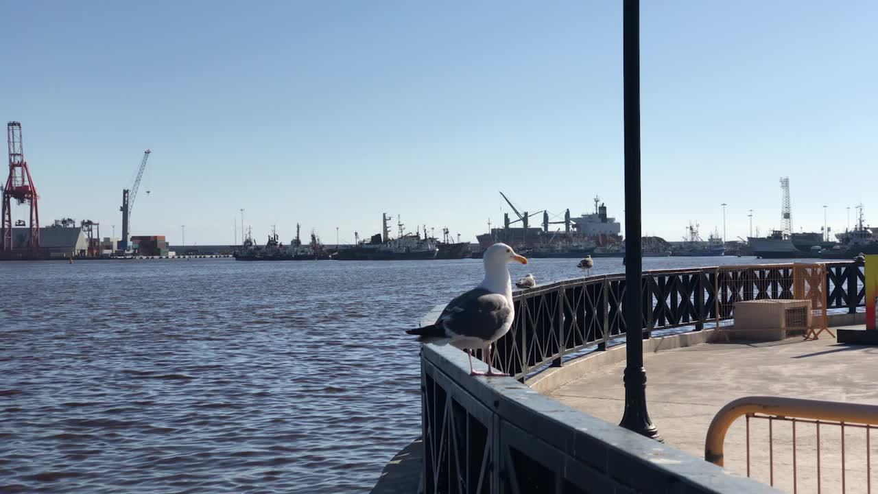 clip de cámara lenta de un puerto de muelle industrial con contenedores y grúas en el fondo y un cielo azul