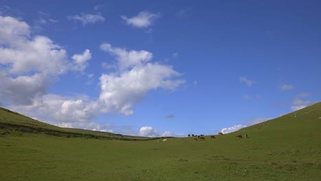 wide angle video of a herd of cows grazing between two green hills and blue skyes with white clouds