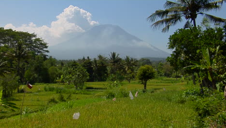 A-Clearing-In-A-Lush-Tropical-Rainforest