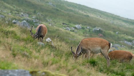 Ciervo-Macho-Salvaje-Pastando-En-El-Parque-Nacional-De-Wicklow