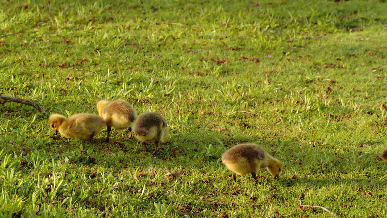 Life begins in slow-mo: goslings walk, peck, and paddle into the world.