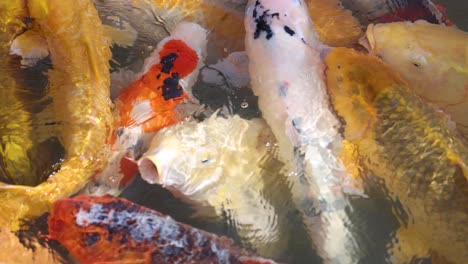 colorful koi fish swarm for food in pond