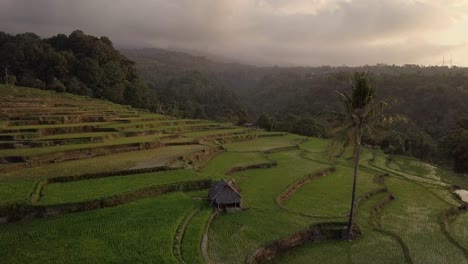 Antenne:-Reisterrassen-In-Lombok,-Indonesien