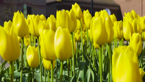 beautiful tulips in holland, michigan dutch village