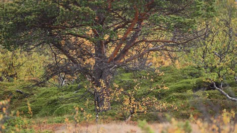 a pine tree with twisted branches in the autumn tundra landscape