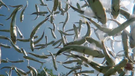 Fish-swimming-in-very-clear-and-transparent-shallow-water