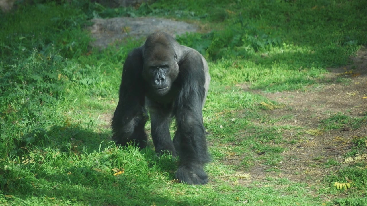 Gorilla vandrer i skoven