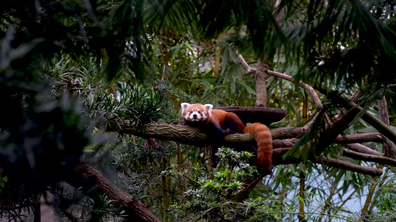 레드 팬더 나무에 쉬고입니다. 열대 환경