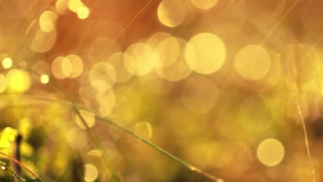 abstract blurred background of summer rain in sunny forest close-up. nature background.