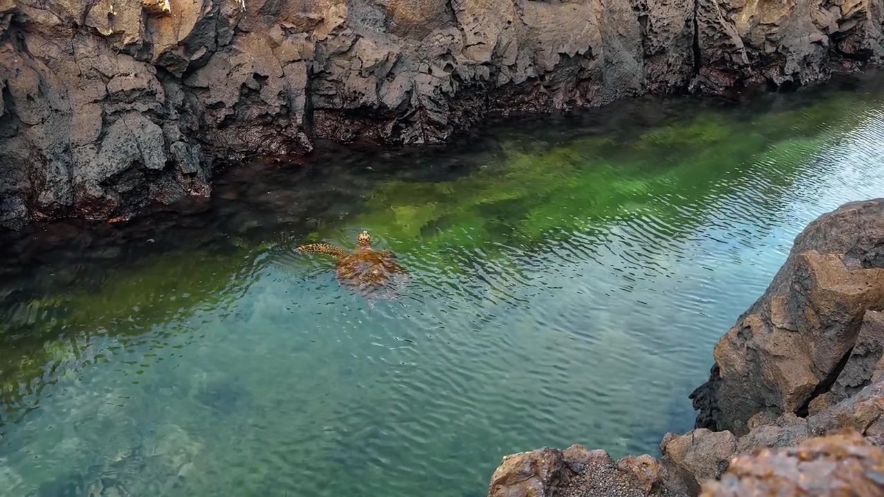 Rettile marino che si muove attraverso uno stretto canale di acqua verde e limpida tra scogliere di roccia vulcanica.