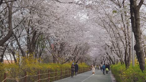 Gente-Caminando-En-El-Parque-Bajo-Pétalos-De-Cerezo-En-Flor-Que-Vuelan-De-Los-árboles-En-Seúl