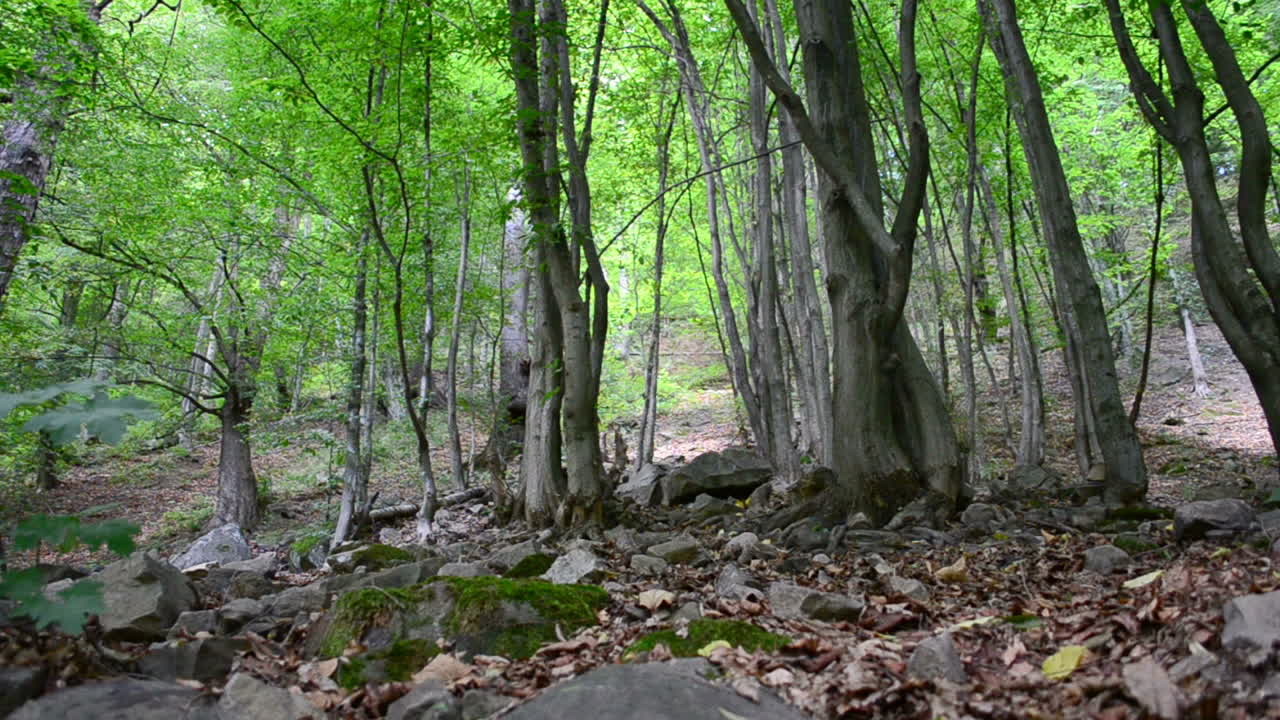 Montagne e pini. Sassi e pini. Slow motion