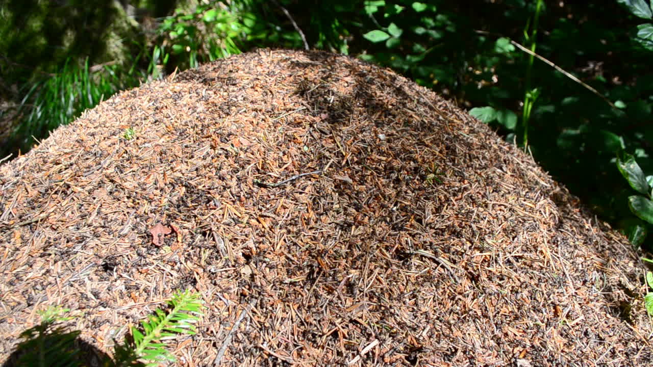 Huge ant hill in the wood. Shooting of an ant hill