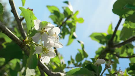 Close-up-flower-and-leaves-on-green-plant-in-countryside-in-Ibiza