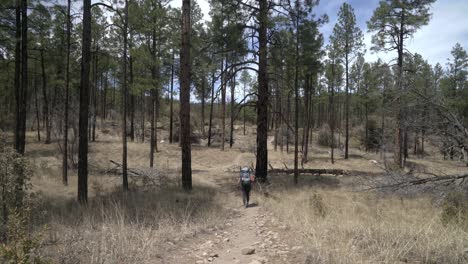 female backpacking hiking into forest on trail, then panning up to pine trees