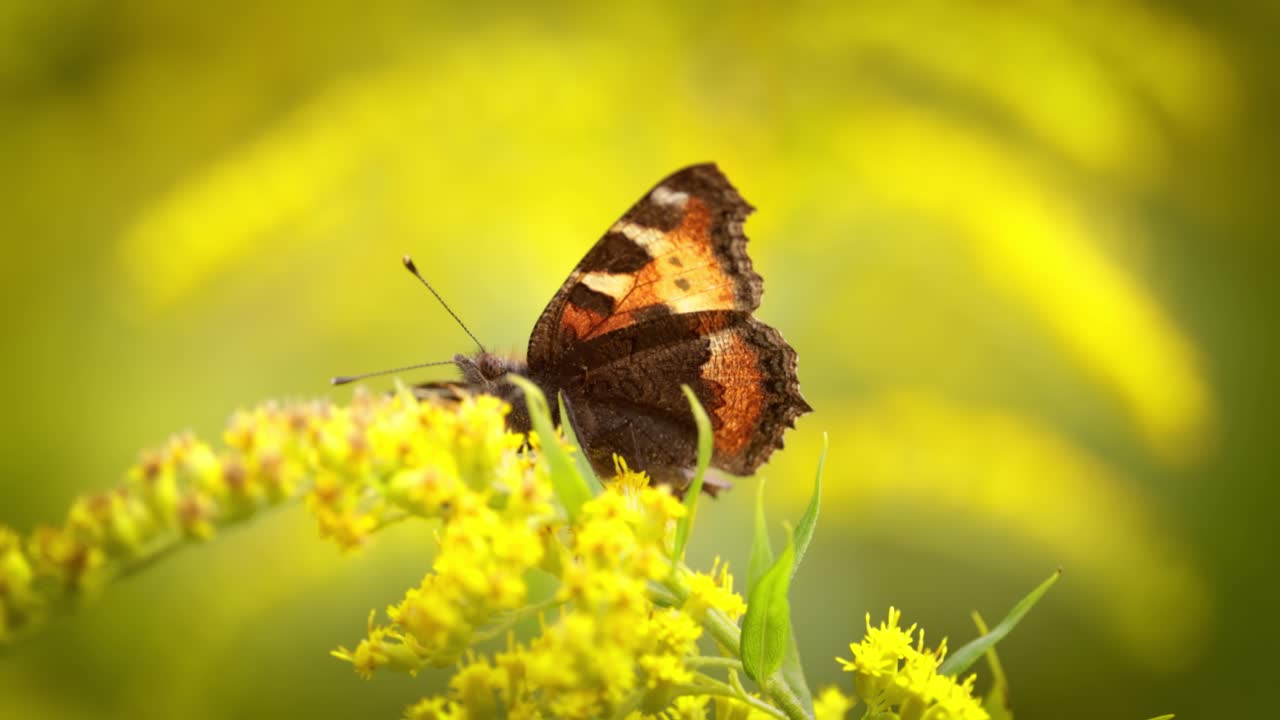 Small tortoiseshell butterfly (Aglais urticae, Nymphalis urticae) is a colourful Eurasian butterfly in the family Nymphalidae. It is a medium-sized butterfly that is mainly reddish orange.