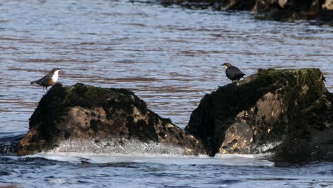 pair of dippers courtship display on rocks in river, highlands, scotland