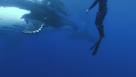 scuba diver hovers close to humpback whales, touches fin, gives hang loose sign