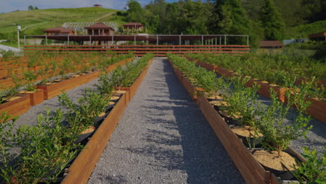 plantación de arándanos